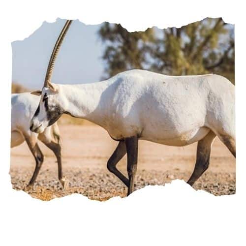 Zarqa