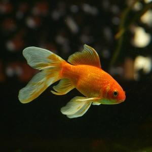 Aquarium shop | Ordonna Guide Aquarium shop