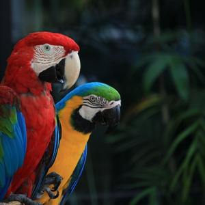 Bird shop | Ordonna Guide Bird shop