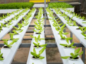 Plant Nurseries