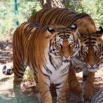 Al Ma’wa Reserve for Nature and Wildlife