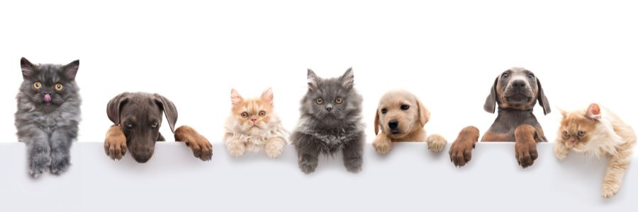 الحيوانات الاليفة