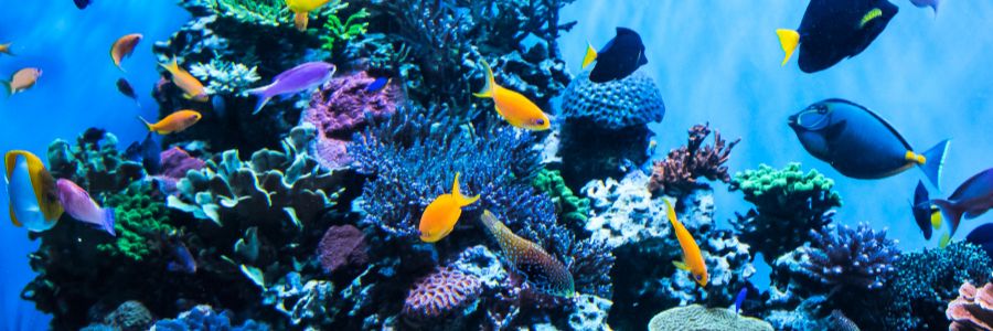 Aquarium shops