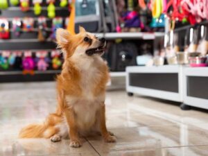 HALHOL pet GROOMING MOBILE VAN