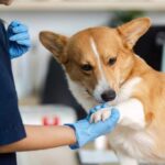 101 vet clinic
