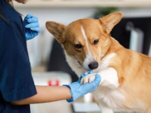 PetMed