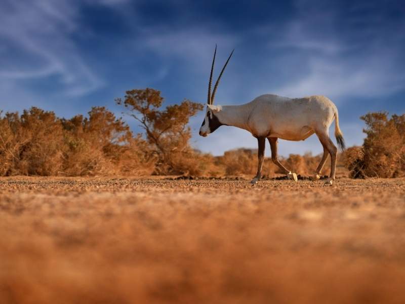 Natural Reserves in Jordan